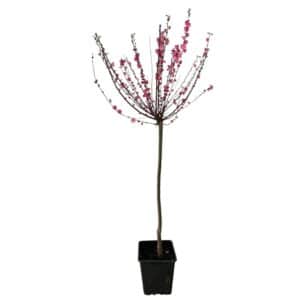 Kezdőoldal Bazsarózsafa - PRUNUS TRILOBA 'MULTIPLEX'