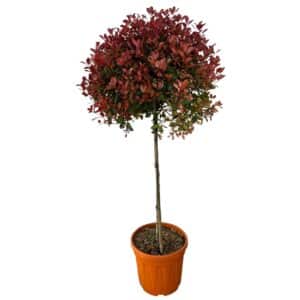 Kezdőoldal Gömbformájú korallberkenye - PHOTINIA SERRULATA 'COMPACTA' (GÖMB)