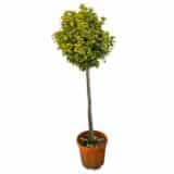 Sárgaszegélyű japán kecskerágó - Euonymus japonicus 'aureomarginata' Hungaroplant
