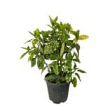 Tarka japán babérsom - Aucuba japonica 'crotonifolia gold' Hungaroplant