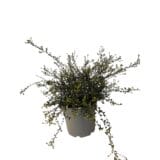 Kék bangita - Ceanothus 'blue sapphire' Hungaroplant