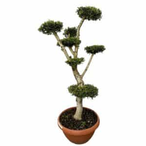 Kezdőoldal Olajfa - Olea europaea (bonsai)