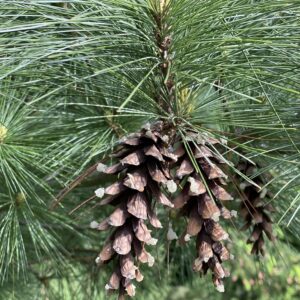 Pinus strobus 'Bergman's Mini'