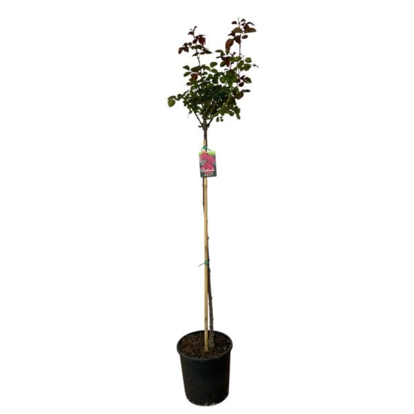 Hungaroplant
