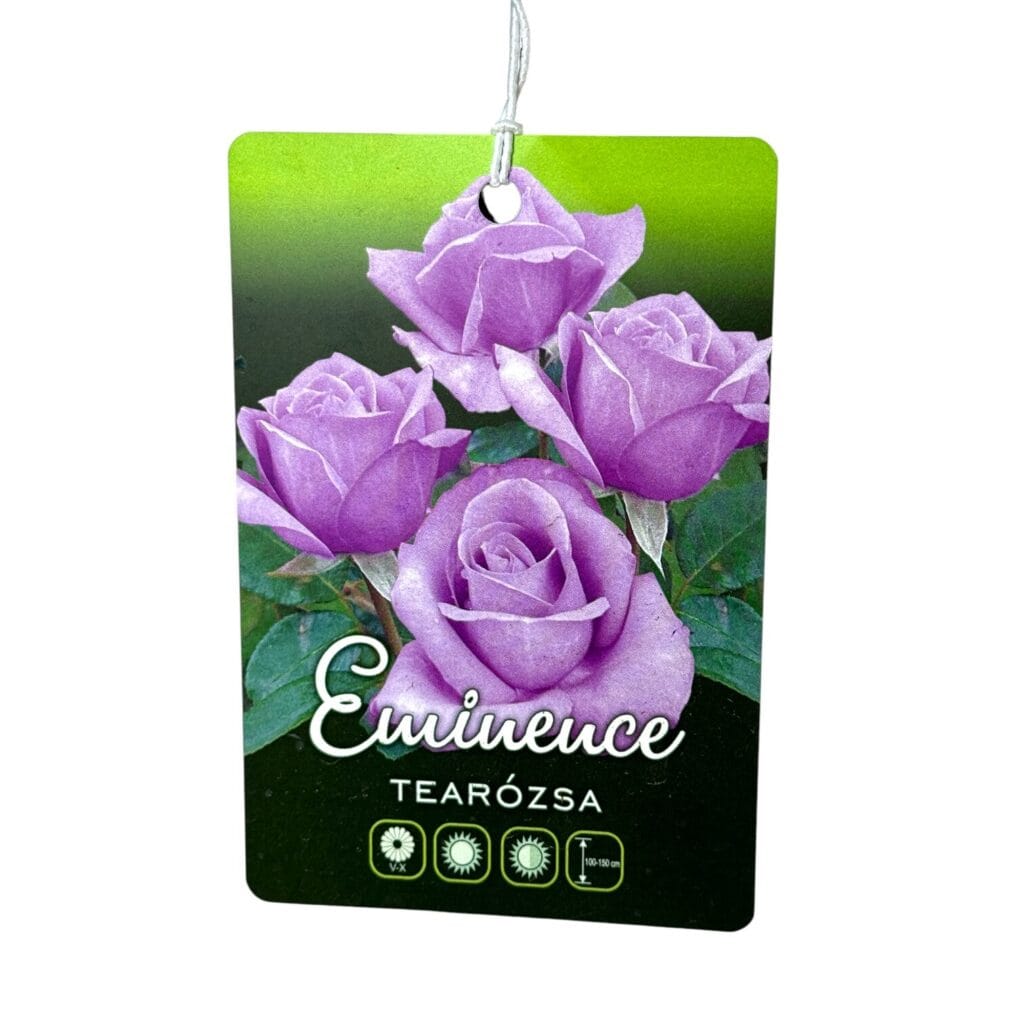 Magastörzsű rózsa (Rosa ‘Eminence’)
