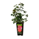 Rózsa - Rosa 'limar' (parkrózsa, piros) Hungaroplant