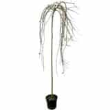 Kosárfonó fűz (kecskefűz) - Salix caprea 'kilmarnock' Hungaroplant