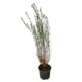 Karcsú bíborfűz - SALIX PURPUREA 'GRACILIS' Hungaroplant