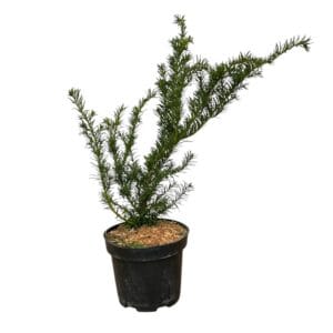 Terülő tiszafa (taxus baccata 'repandens')