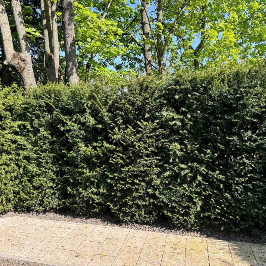 Közönséges tiszafa (Taxus baccata)
