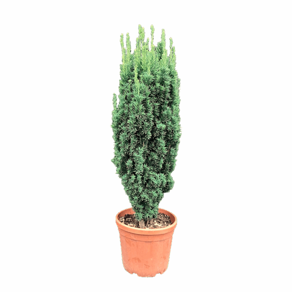 Hungaroplant
