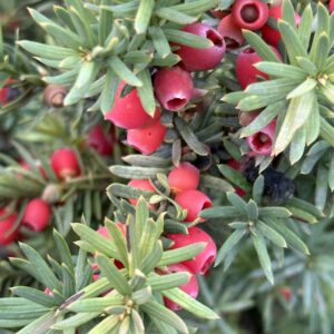 Közönséges tiszafa (Taxus baccata)