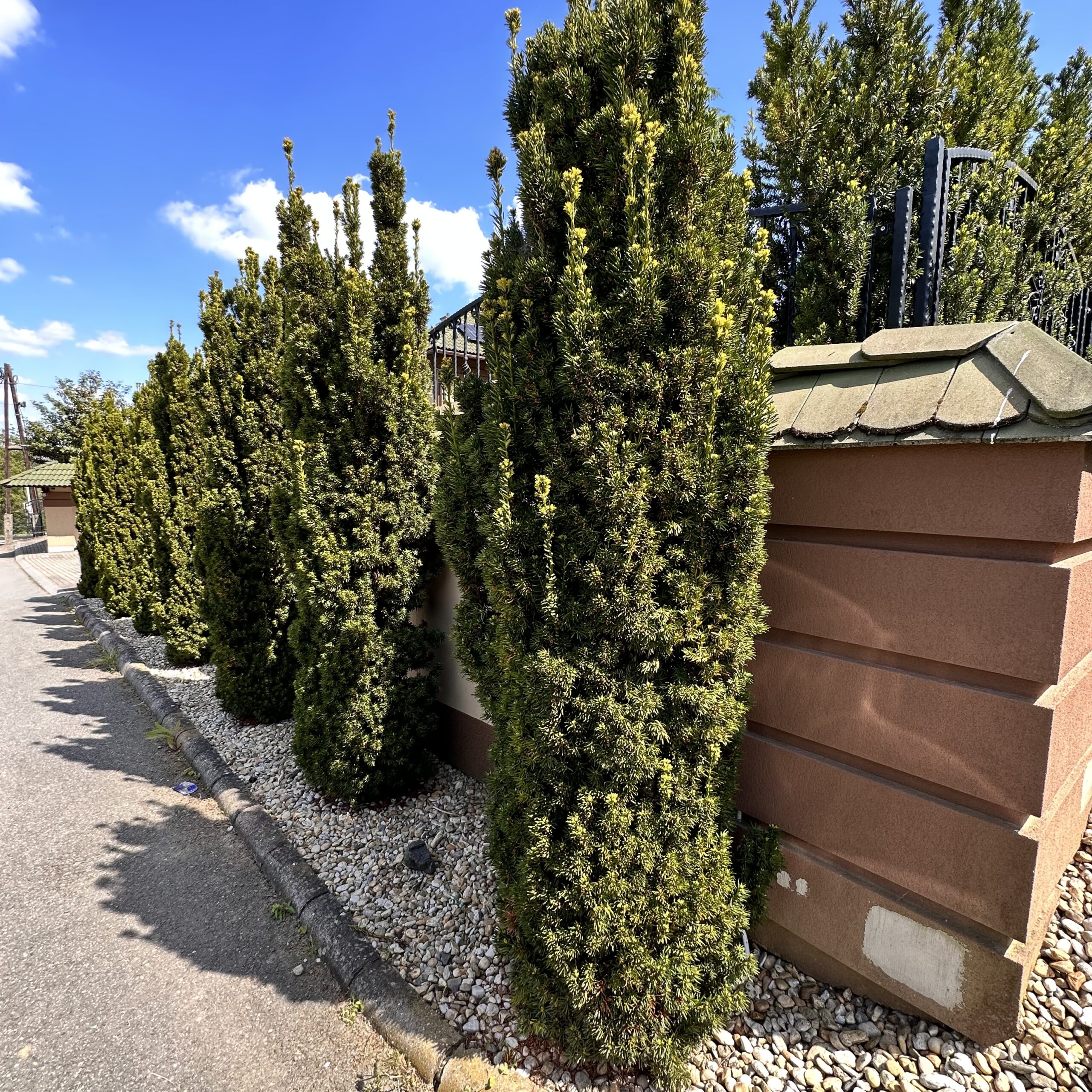 TaxusBaccataFastigiataAurea2