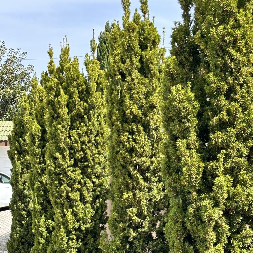 Gyorsan növő tiszafa (taxus baccata ‘fastigiata robusta’)
