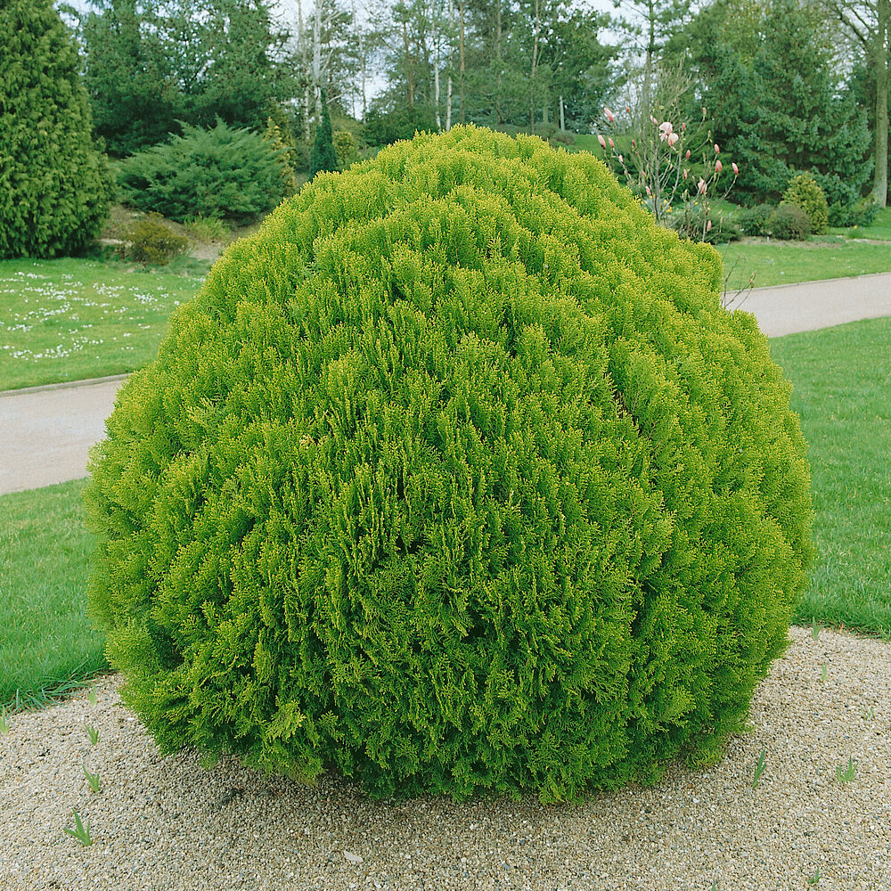 Thuja Danica