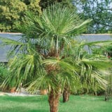 Kínai kenderpálma - TRACHYCARPUS FORTUNEI Hungaroplant.hu