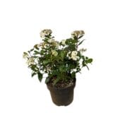 Örökzöld bangita - VIBURNUM TINUS 'GWENLIAN' Hungaroplant