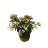 Örökzöld bangita 'Spirit' - VIBURNUM TINUS 'SPIRIT' Hungaroplant