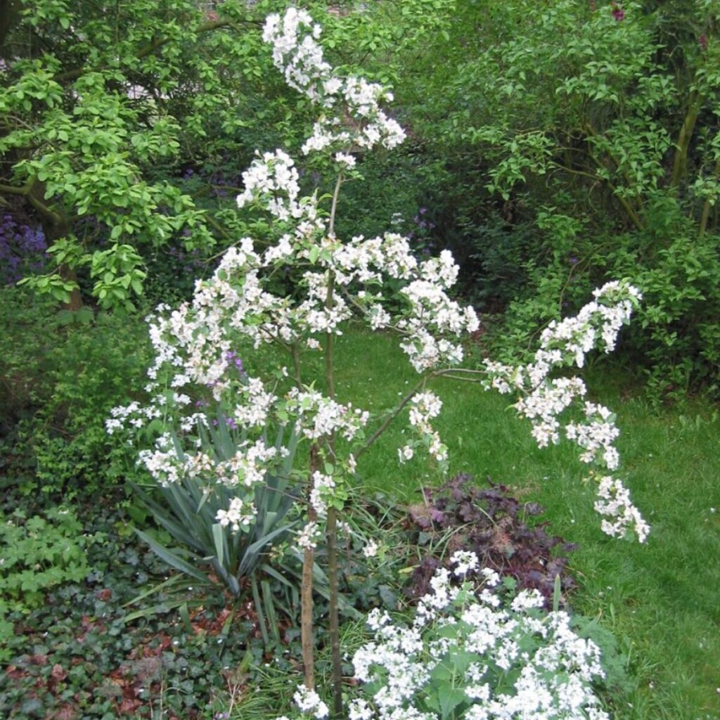 Vörös oszlopos díszalma (Malus ‘Red Sentinel’)