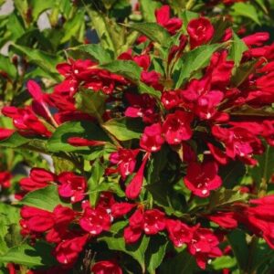 Lucifer rózsalonc (Weigela florida 'Lucifer')