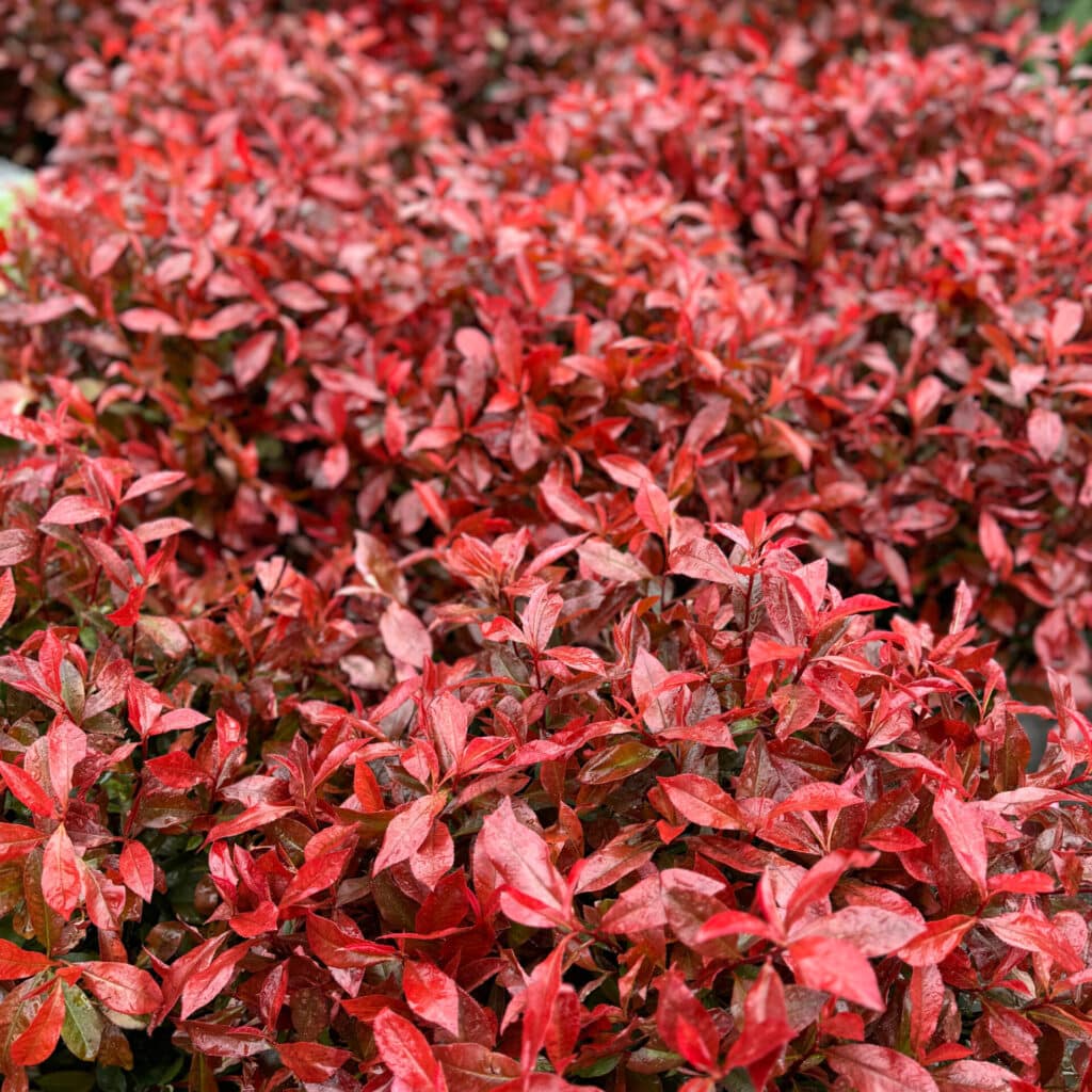 Korallberkenye – Photinia fraseri ‘carre rouge’