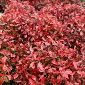 Korallberkenye – Photinia fraseri ‘carre rouge’