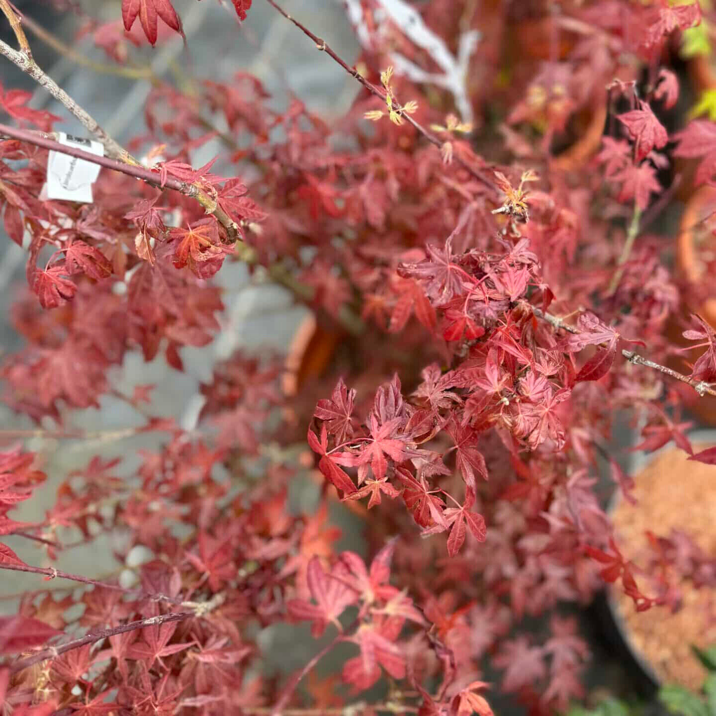 acer palmatum atropurpureum