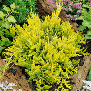 Boróka (Juniperus horizontalis ‘golden carpet’)