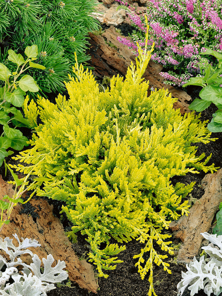 Boróka (Juniperus horizontalis ‘golden carpet’)