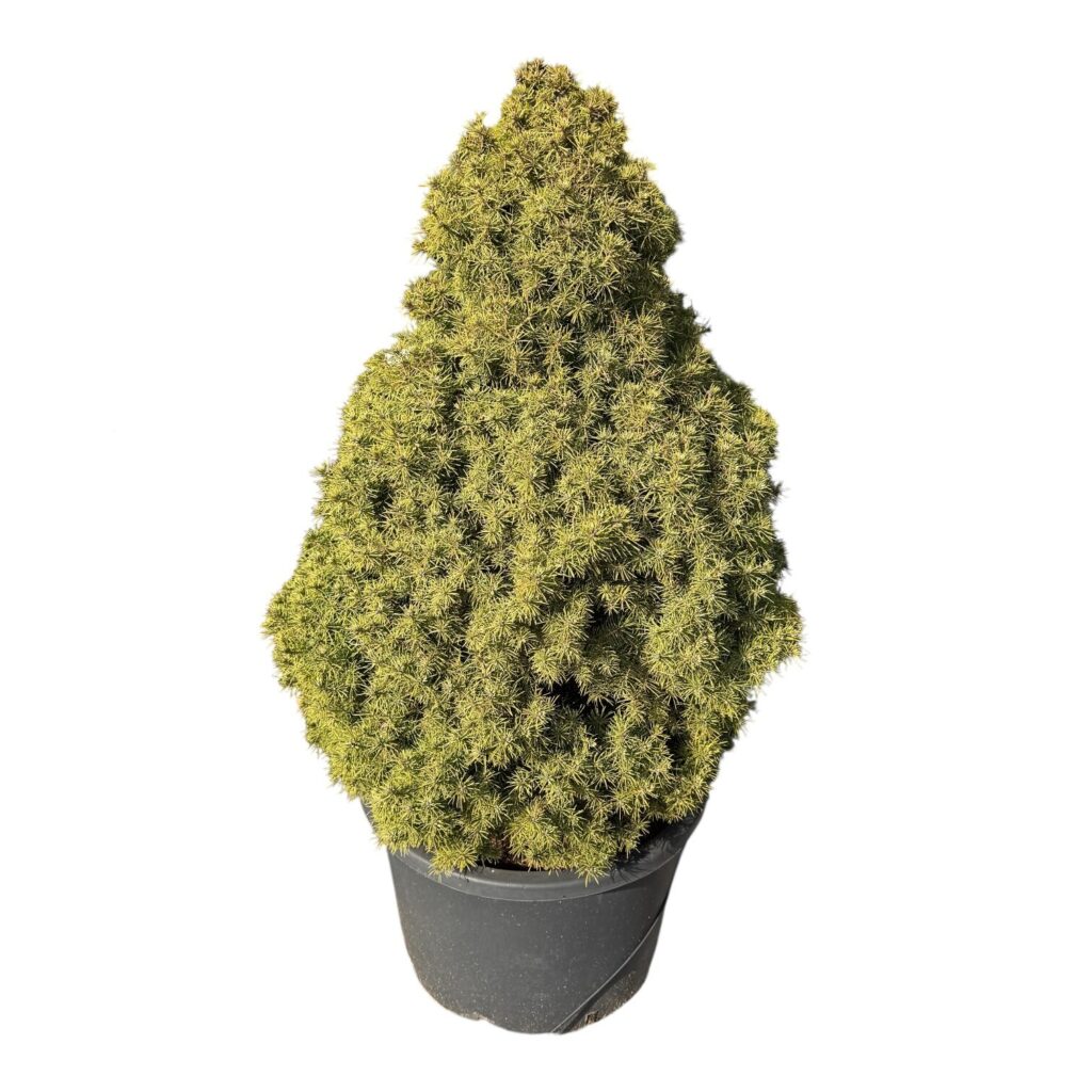 Cukorsüvegfenyő (Picea glauca ‘Conica’)
