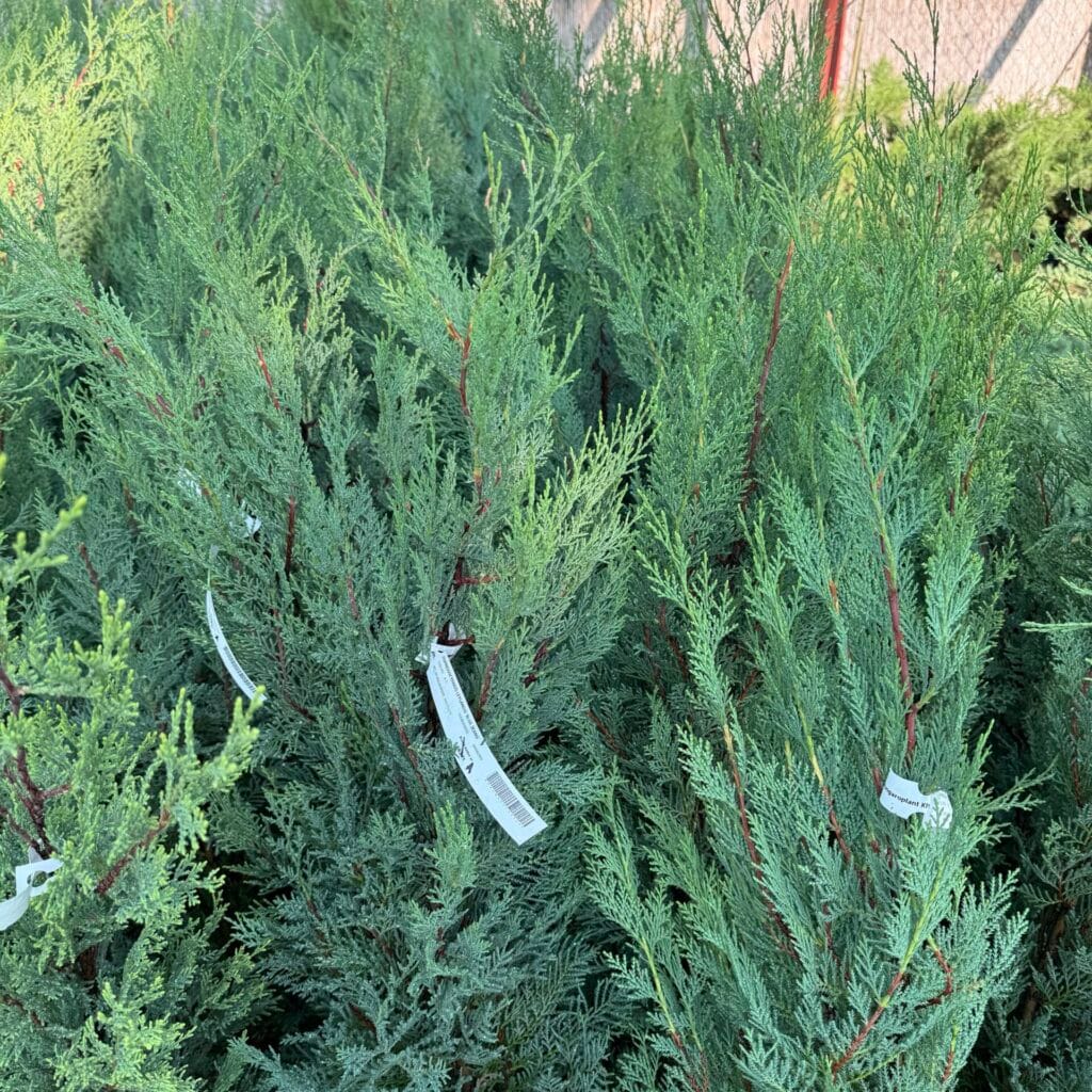 Kékes leylandi ciprus (Cupressocyparis leylandii 'Blue Jeans')