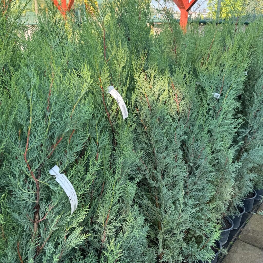 Kékes leylandi ciprus (Cupressocyparis leylandii 'Blue Jeans')