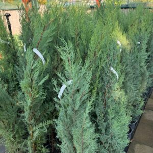Kékes leylandi ciprus (Cupressocyparis leylandii 'Blue Jeans')