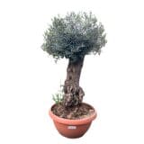 Olajfa - OLEA EUROPAEA (ÖREG TŐ) Hungaroplant
