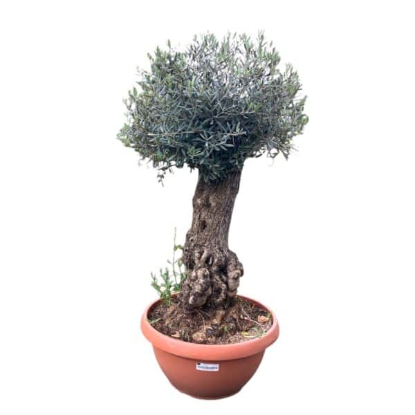 Hungaroplant