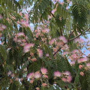 Perzsa selyemakác (Albizia julibrissin)