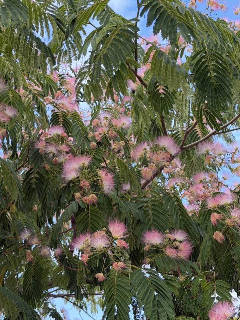 Perzsa selyemakác (Albizia julibrissin)