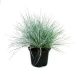 Kék szénafű - FESTUCA GLAUCA Hungaroplant