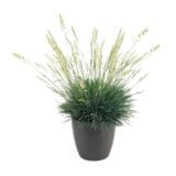 Kék fű - KOELERIA GLAUCA Hungaroplant