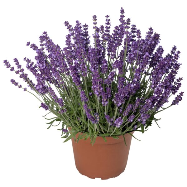 Hungaroplant