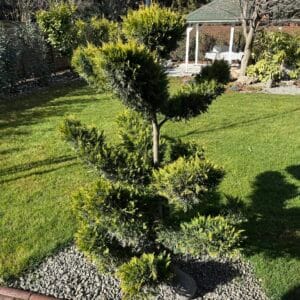 Kezdőoldal Leylandi ciprus bonsai (cupressocyparis leylandii 'castlewellan gold')