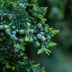Kékes leylandi ciprus (Cupressocyparis leylandii 'Blue Jeans')
