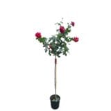 Rózsa - Rosa 'kronenburg' (magastörzsű, piros-sárga) Hungaroplant