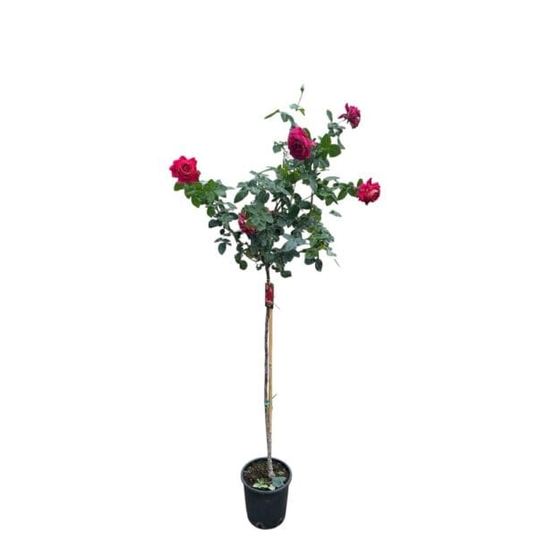 Hungaroplant