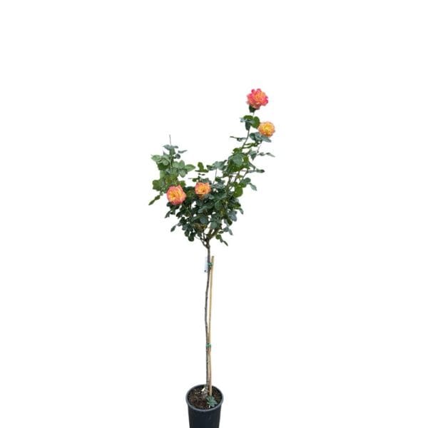 Hungaroplant