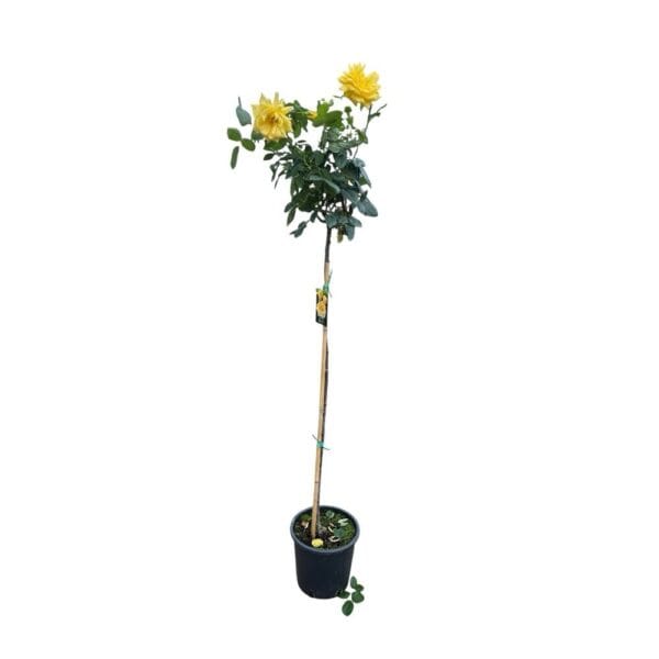 Hungaroplant