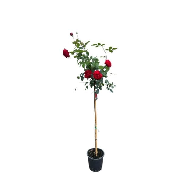 Hungaroplant