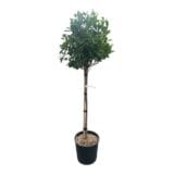 Korallberkenye fa (photinia fraseri ' little red robin') Hungaroplant