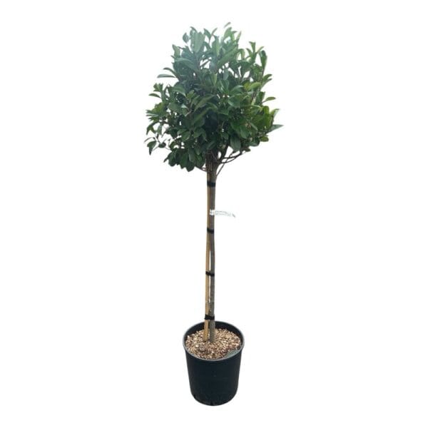 Hungaroplant