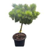 Törpe feketefenyő - PINUS NIGRA 'BREPO' Hungaroplant